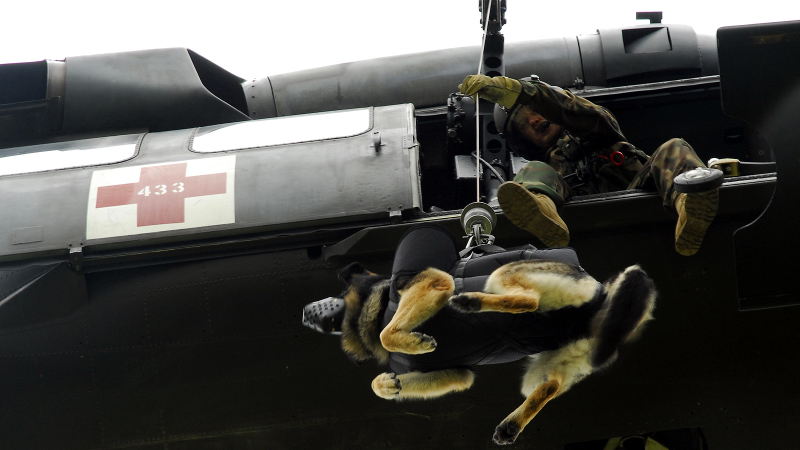Illustration for article titled 26 Awesome Photos of War Dogs Showing How Badass and Cute They Can Be